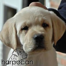 Hembra de Harpocan