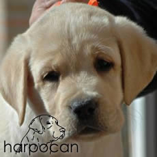 Hembra de Harpocan