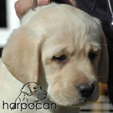 Hembra de Harpocan