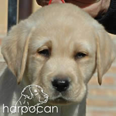 Hembra de Harpocan