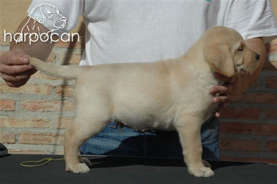 Cachorro de Harpocan