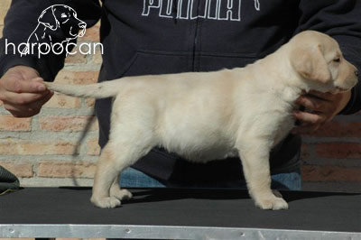Cachorro de Harpocan