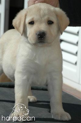 Cachorro de Harpocan