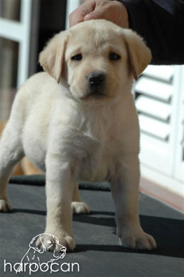 Cachorro de Harpocan