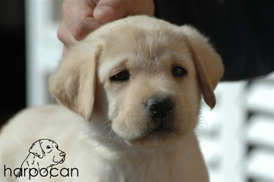Cachorro de Harpocan