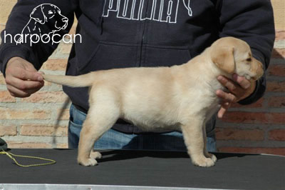 Cachorro de Harpocan
