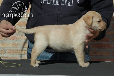 Cachorro de Harpocan
