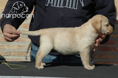 Cachorro de Harpocan