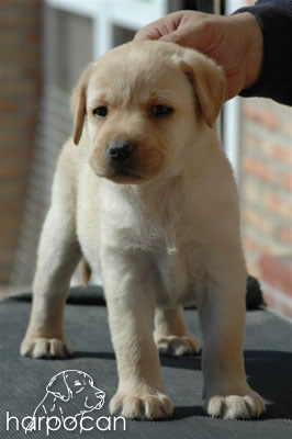 Cachorro de Harpocan
