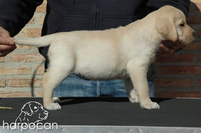 Cachorro de Harpocan