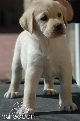 Cachorro de Harpocan
