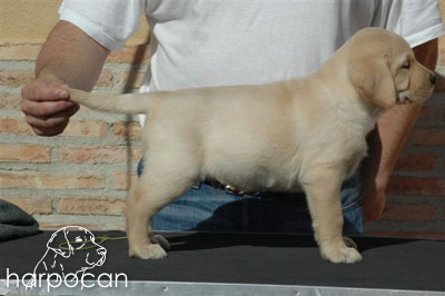 Cachorro de Harpocan