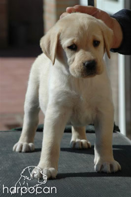 Cachorro de Harpocan