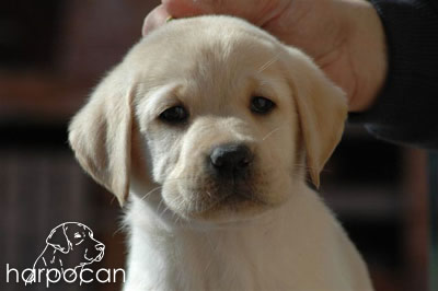 Cachorro de Harpocan