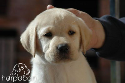 Cachorro de Harpocan