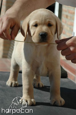 Cachorro de Harpocan
