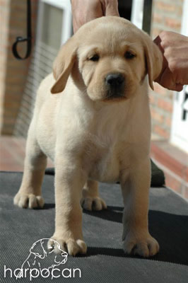 Cachorro de Harpocan