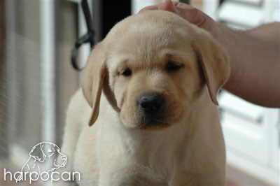 Cachorro de Harpocan