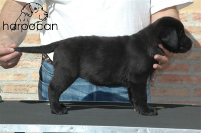 Cachorro de Harpocan