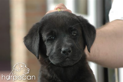 Cachorro de Harpocan