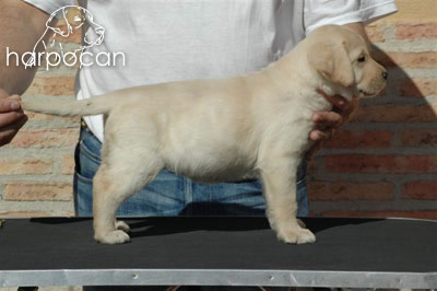 Cachorro de Harpocan
