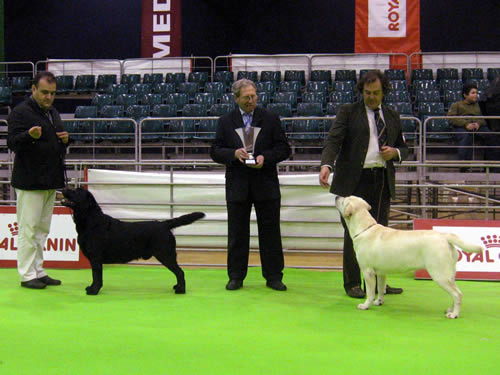 Harpocan Labradores