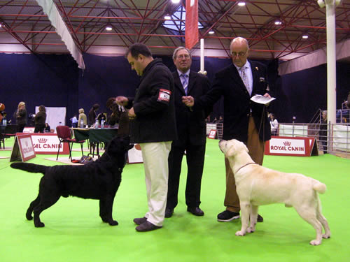 Harpocan Labradores