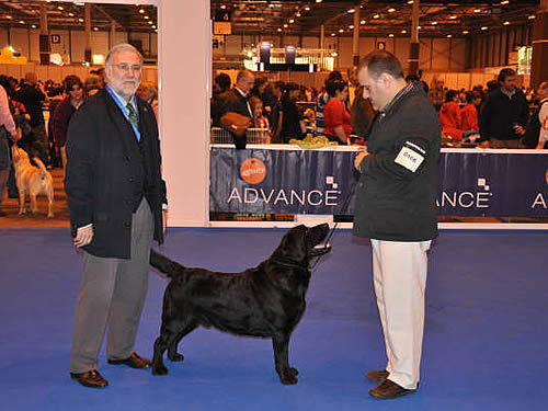 Harpocan Labradores
