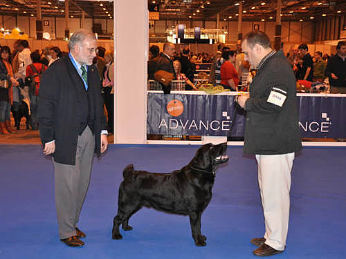Harpocan Labradores
