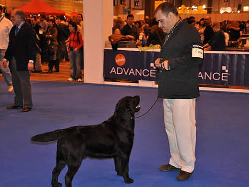 Harpocan Labradores