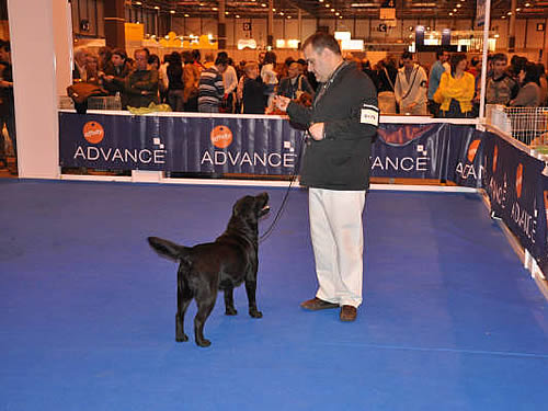 Harpocan Labradores