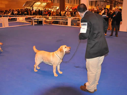 Harpocan Labradores