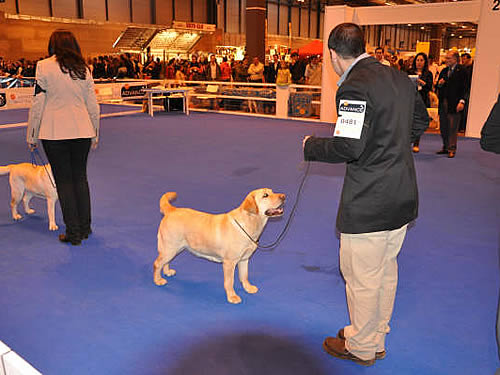 Harpocan Labradores