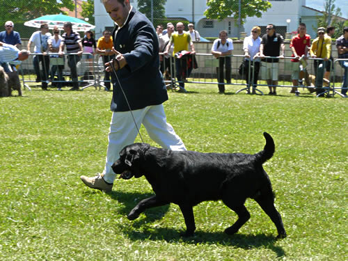 Harpocan Labradores