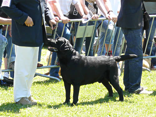 Harpocan Labradores