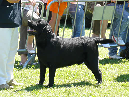 Harpocan Labradores