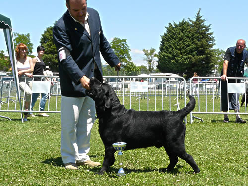 Harpocan Labradores