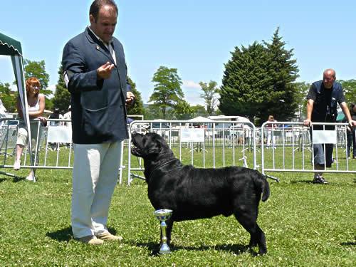 Harpocan Labradores