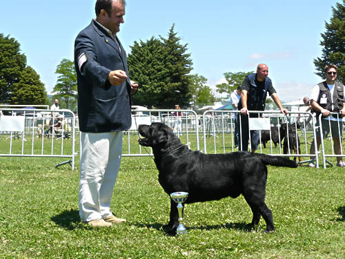 Harpocan Labradores