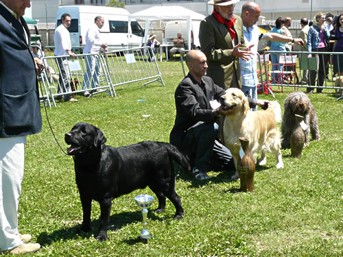 Harpocan Labradores