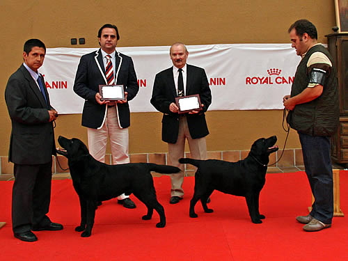Harpocan Labradores