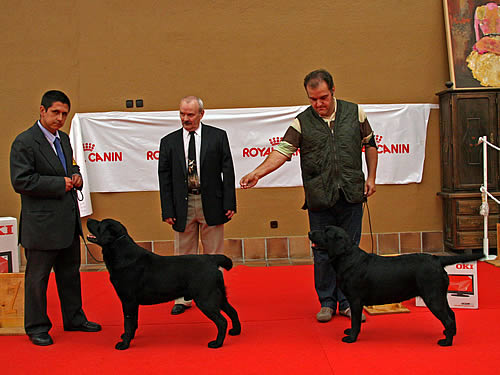 Harpocan Labradores