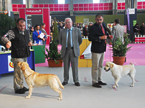Harpocan Labradores