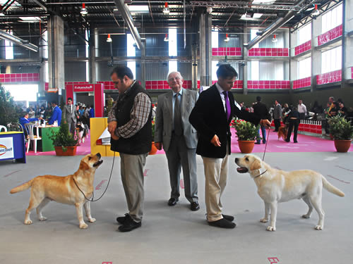 Harpocan Labradores