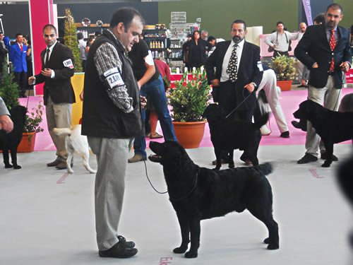 Harpocan Labradores