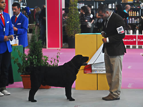 Harpocan Labradores