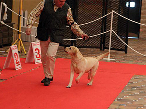 Harpocan Labradores