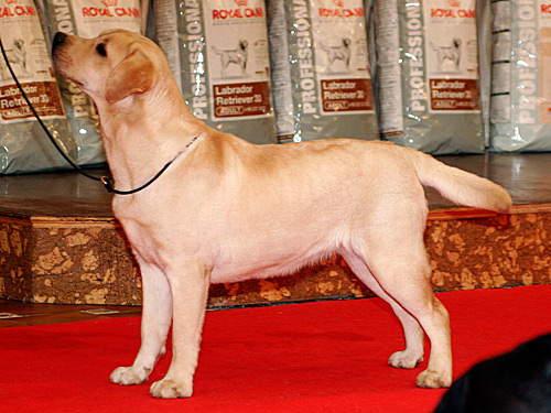 Harpocan Labradores