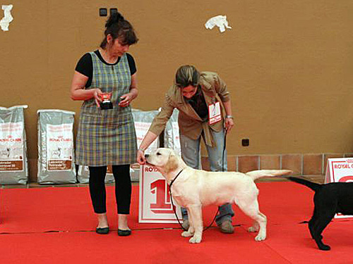 Harpocan Labradores