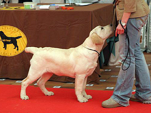 Harpocan Labradores